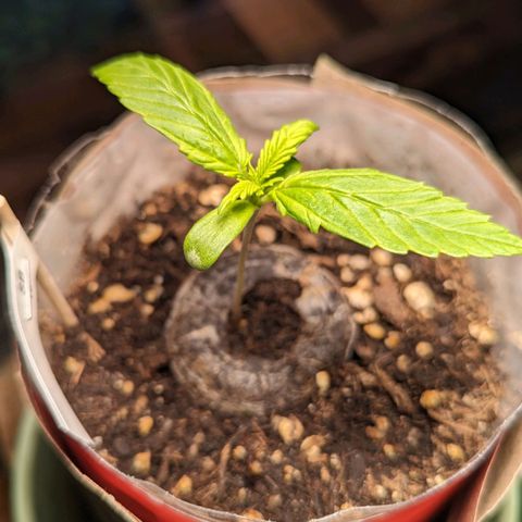 SB 19 Sticky Beast growlog timeline photo
