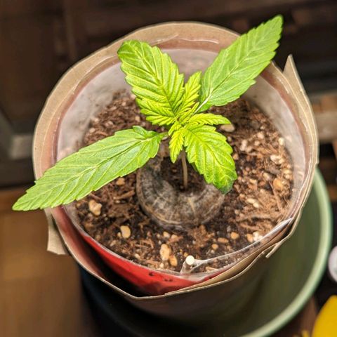 SB 19 Sticky Beast growlog photo: Approx 6cm