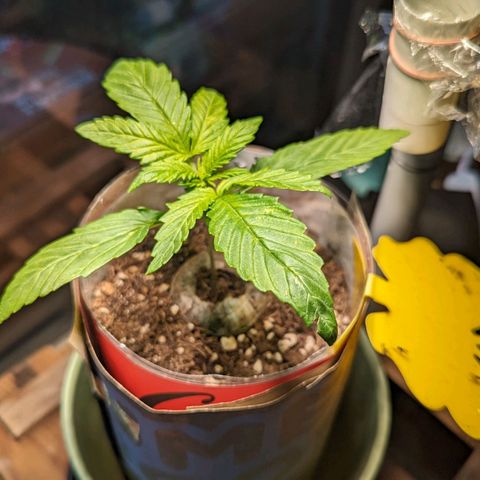 SB 19 Sticky Beast growlog timeline photo