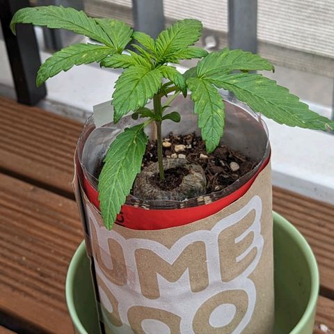 SB 19 Sticky Beast growlog timeline photo