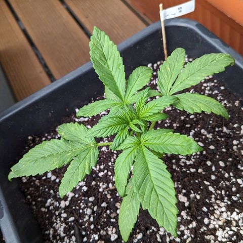 SB 19 Sticky Beast growlog timeline photo