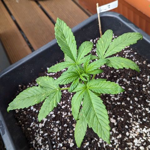 SB 19 Sticky Beast growlog timeline photo