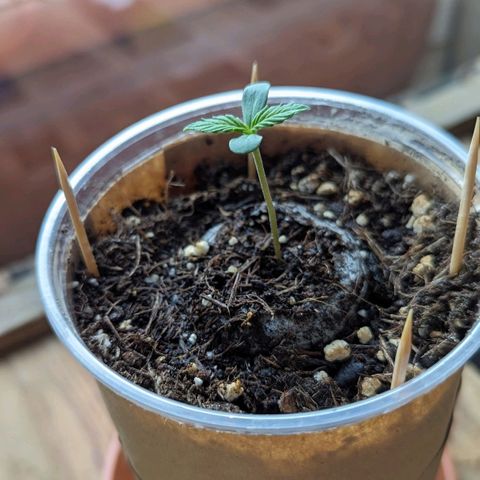 WW 21M White Widow Automatic Mycorrhiza Berlin Balcony growlog timeline photo