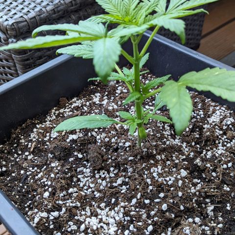 SB 19 Sticky Beast growlog timeline photo