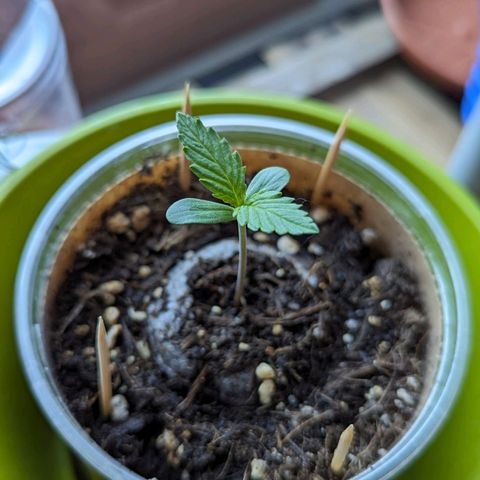 WW 21M White Widow Automatic Mycorrhiza Berlin Balcony growlog timeline photo