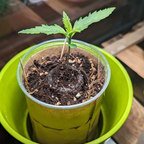 WW 21M White Widow Automatic Mycorrhiza Berlin Balcony growlog timeline photo