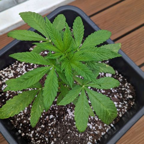 SB 19 Sticky Beast growlog timeline photo