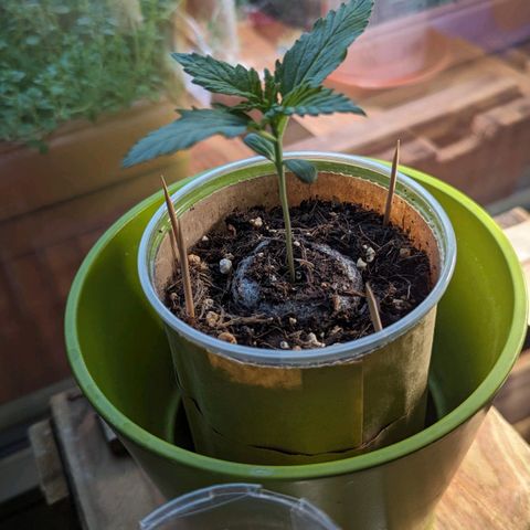 WW 21M White Widow Automatic Mycorrhiza Berlin Balcony growlog timeline photo
