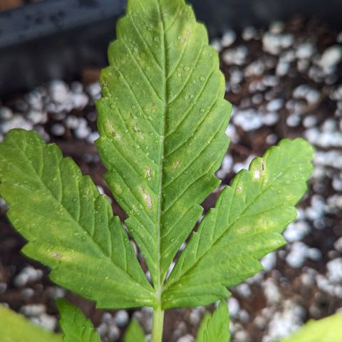 SB 19 Sticky Beast growlog timeline photo
