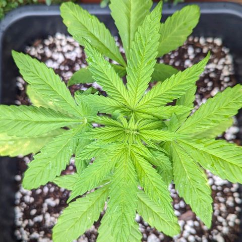 SB 19 Sticky Beast growlog timeline photo
