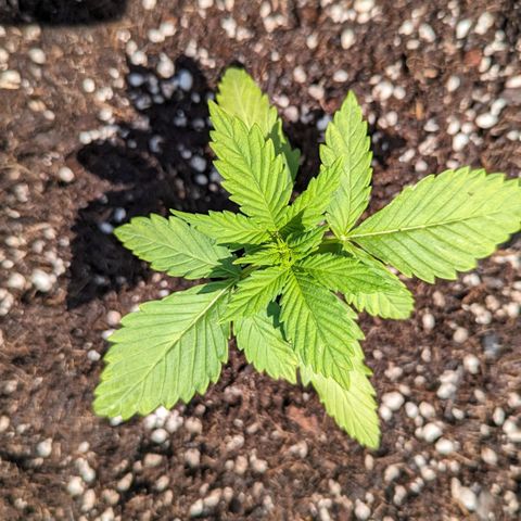 WW 21M White Widow Automatic Mycorrhiza Berlin Balcony growlog timeline photo