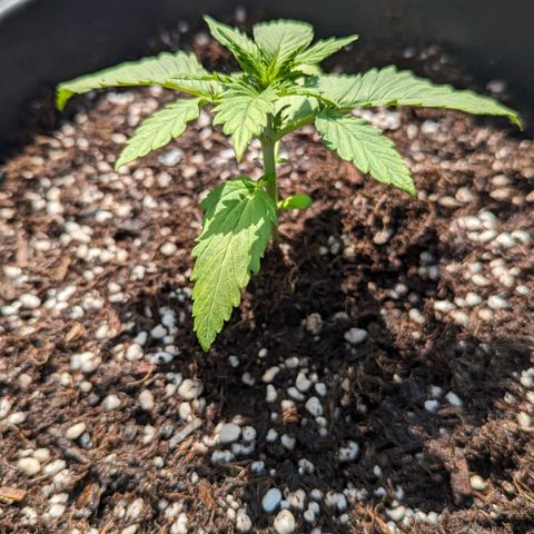 WW 21M White Widow Automatic Mycorrhiza Berlin Balcony growlog timeline photo