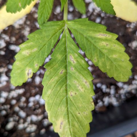 SB 19 Sticky Beast growlog timeline photo