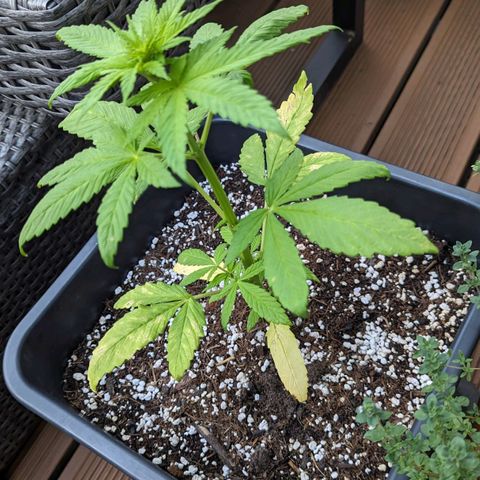 SB 19 Sticky Beast growlog timeline photo