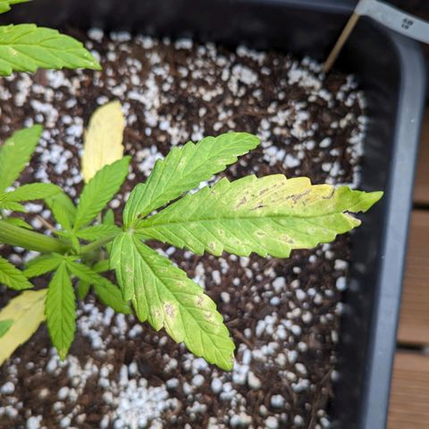 SB 19 Sticky Beast growlog timeline photo