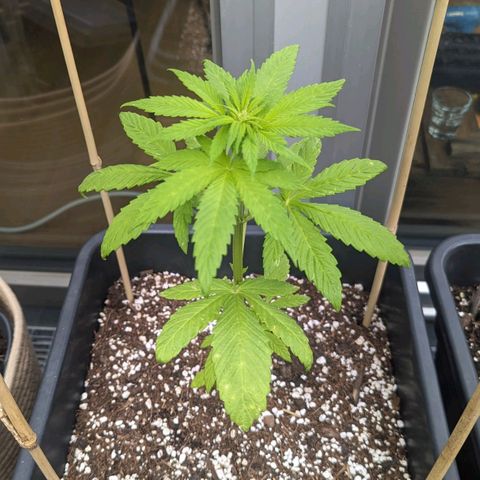 SB 19 Sticky Beast growlog timeline photo