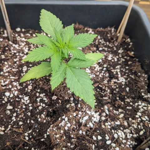 WW 21M White Widow Automatic Mycorrhiza Berlin Balcony growlog timeline photo