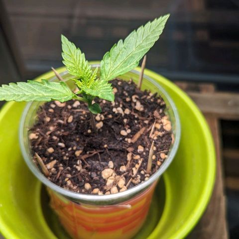 BB 22M Blueberry Automatic Zamnesia Berlin Balcony Mycorrhiza growlog timeline photo