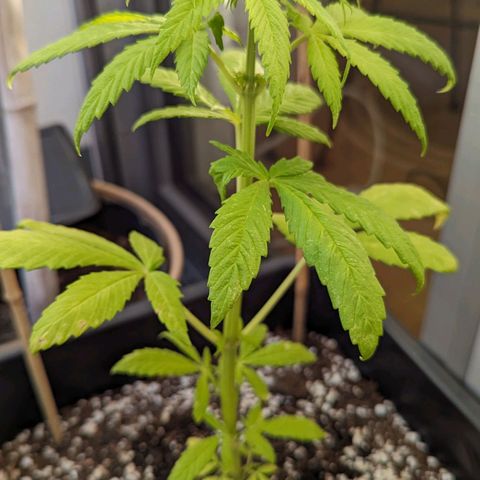SB 19 Sticky Beast growlog timeline photo