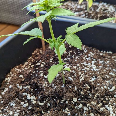 WW 21M White Widow Automatic Mycorrhiza Berlin Balcony growlog timeline photo