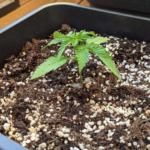 BB 22M Blueberry Automatic Zamnesia Berlin Balcony Mycorrhiza growlog timeline photo