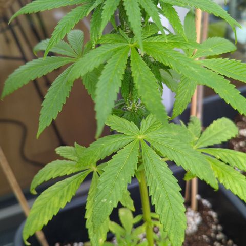 SB 19 Sticky Beast growlog timeline photo