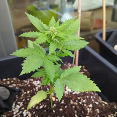 WW 21M White Widow Automatic Mycorrhiza Berlin Balcony growlog timeline photo