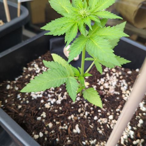 BB 22M Blueberry Automatic Zamnesia Berlin Balcony Mycorrhiza growlog timeline photo