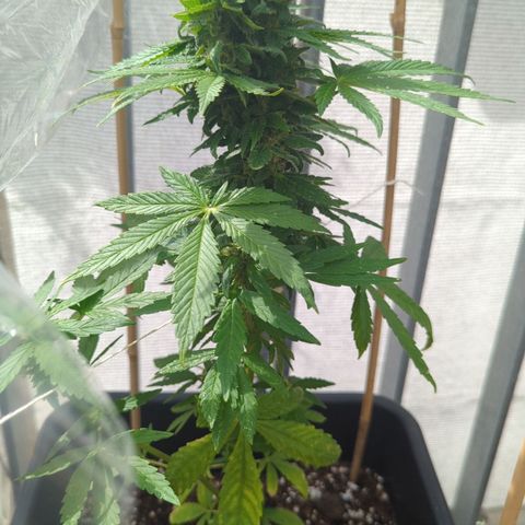 SB 19 Sticky Beast growlog timeline photo