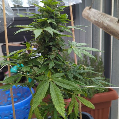 SB 19 Sticky Beast growlog timeline photo