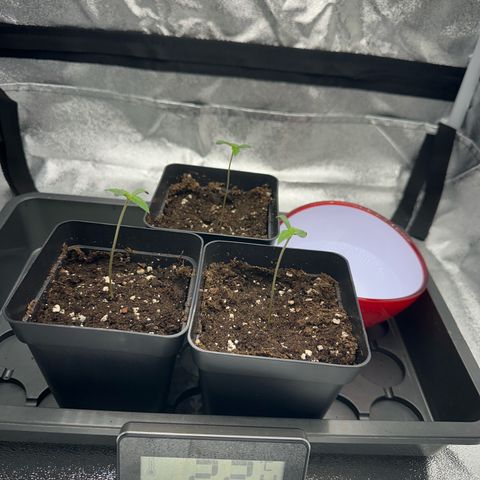 Wonder Pie  growlog timeline photo
