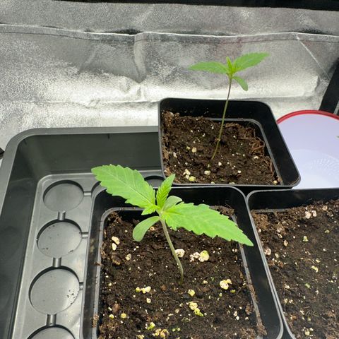 Wonder Pie  growlog timeline photo
