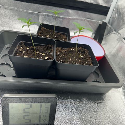 Wonder Pie  growlog timeline photo