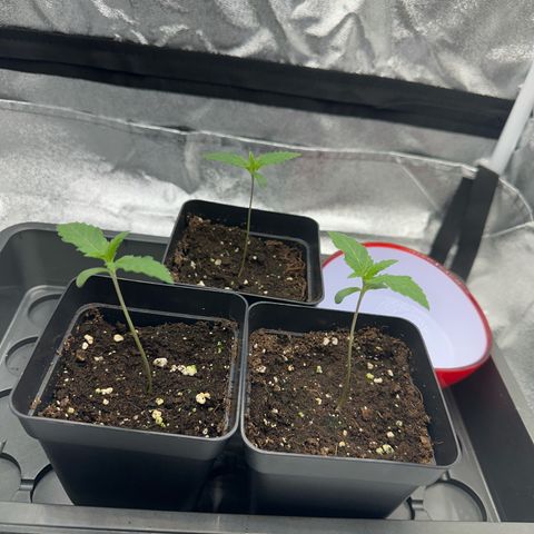 Wonder Pie  growlog timeline photo