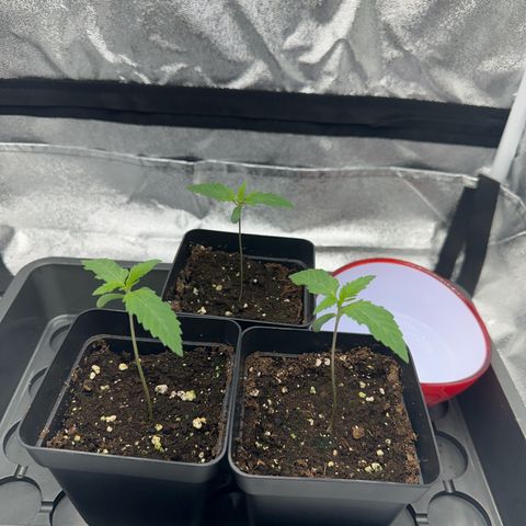 Wonder Pie  growlog timeline photo