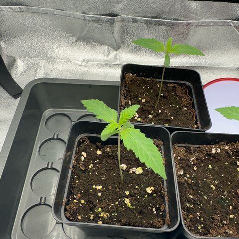 Wonder Pie  growlog timeline photo