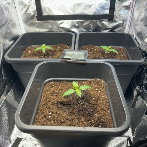 Wonder Pie  growlog timeline photo