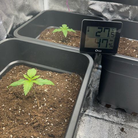 Wonder Pie  growlog timeline photo