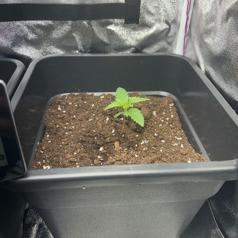 Wonder Pie  growlog timeline photo