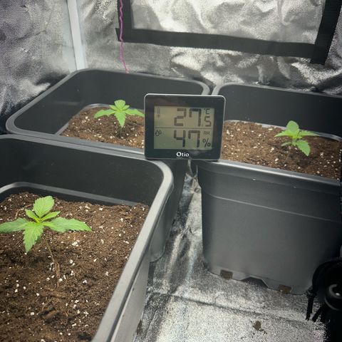 Wonder Pie  growlog timeline photo