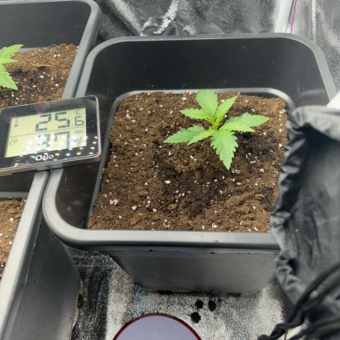 Wonder Pie  growlog timeline photo