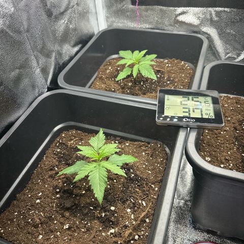Wonder Pie  growlog timeline photo