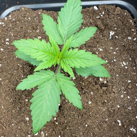Wonder Pie  growlog timeline photo
