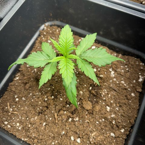 Wonder Pie  growlog timeline photo