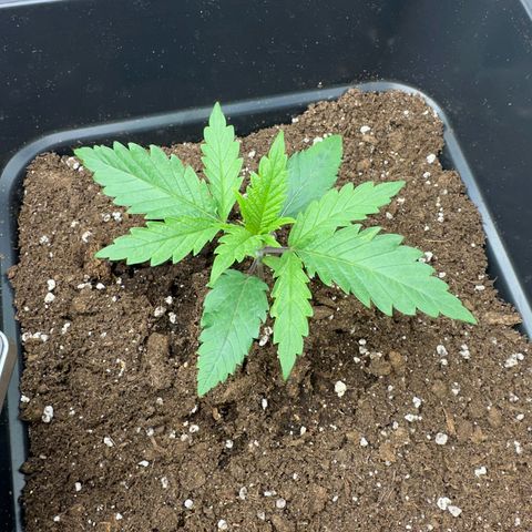 Wonder Pie  growlog timeline photo
