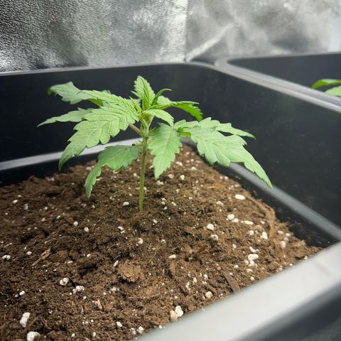 Wonder Pie  growlog timeline photo