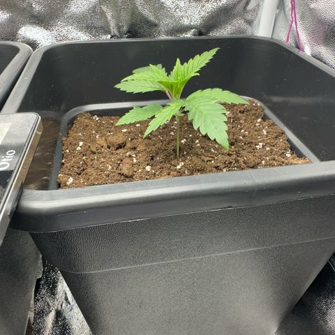 Wonder Pie  growlog timeline photo