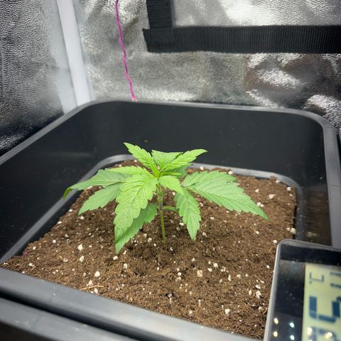 Wonder Pie  growlog timeline photo