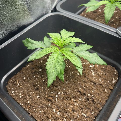 Wonder Pie  growlog timeline photo