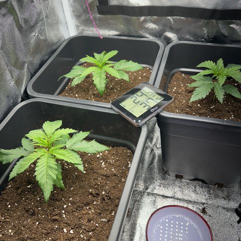 Wonder Pie  growlog timeline photo